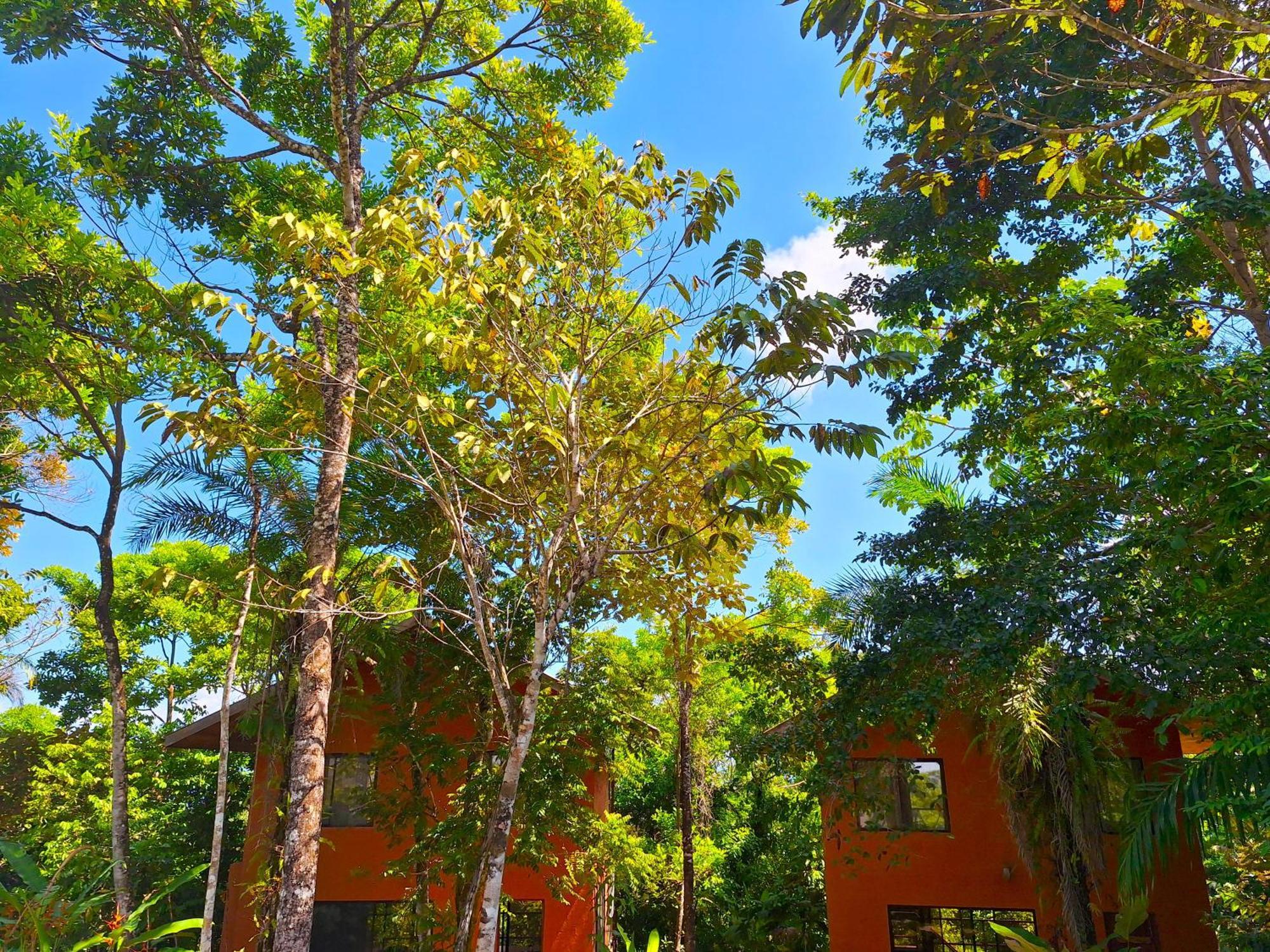 Corcovado Private Villas - Corcovado Private Reserve Puerto Jiménez Exterior foto