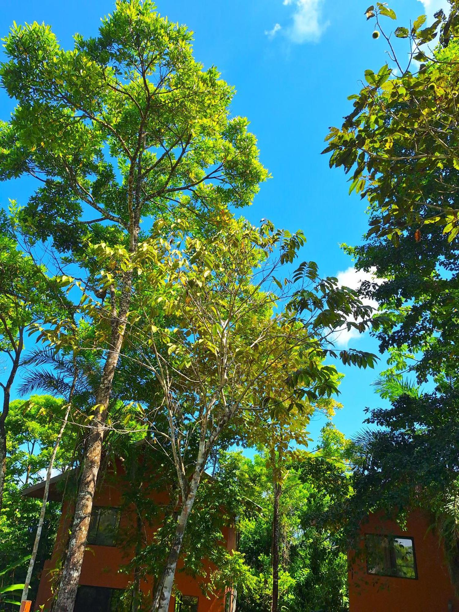 Corcovado Private Villas - Corcovado Private Reserve Puerto Jiménez Exterior foto